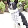 Burda Style Schnittmuster Nr. 5702 - Hunde-Set - Hunde Accessoires - Mantel, ... – Bild 2